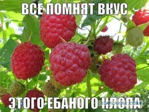 Всем зеленки!