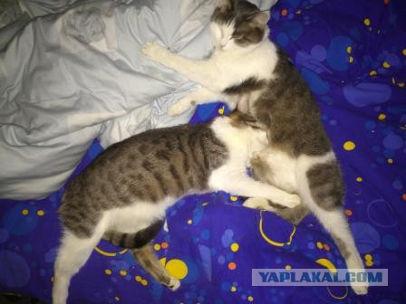 Спасение котейки или как я попил пива.
