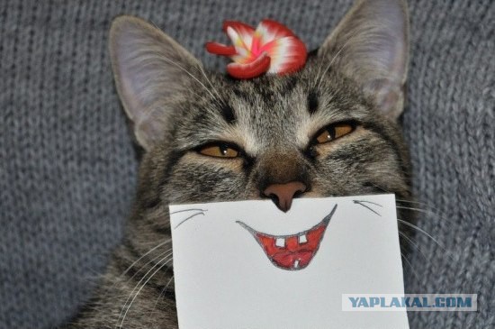 Котовторник