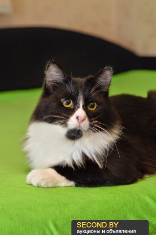 Котовторник