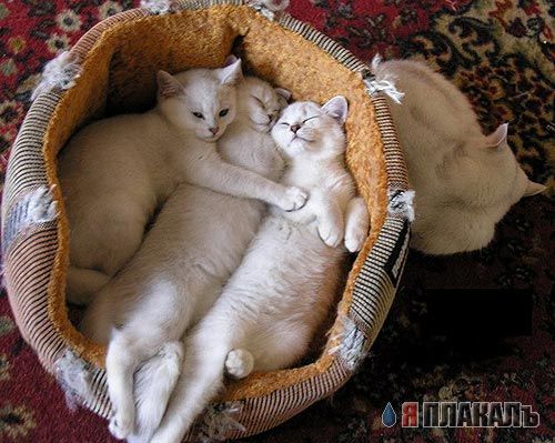 Коты, кошки, котята