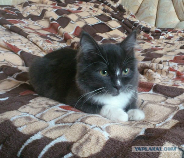 Котовторник 12.07.2016