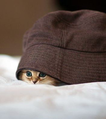 Прикольные животные