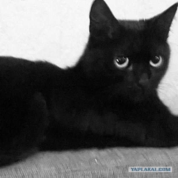 Котовторник 27.09.16