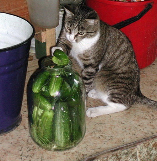Коты из сети