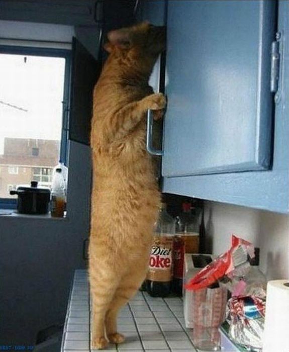 Коты и Кошки