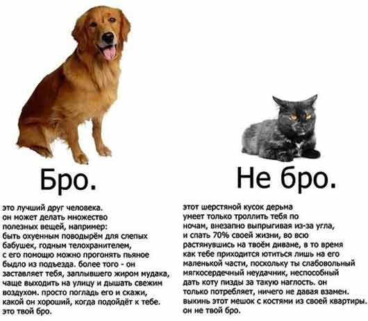 Прикол бро не бро Прикол бро не бро