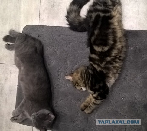 Тоша, пойдём кушать