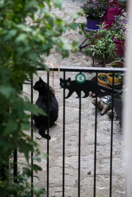 Коты и Кошки