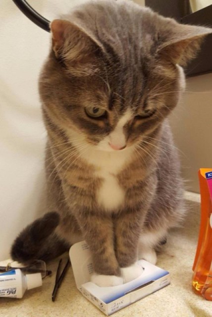 Коты и Кошки