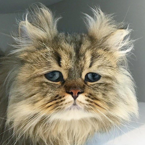 Коты и Кошки