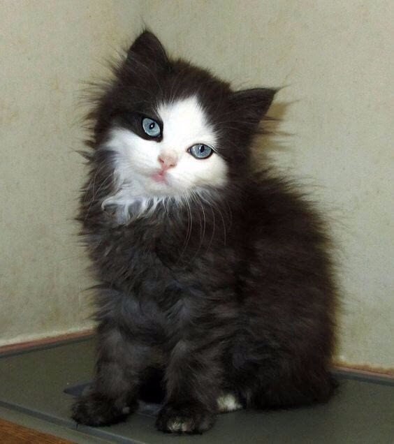 Коты и Кошки
