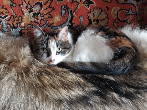 Котовторник 20.02.18