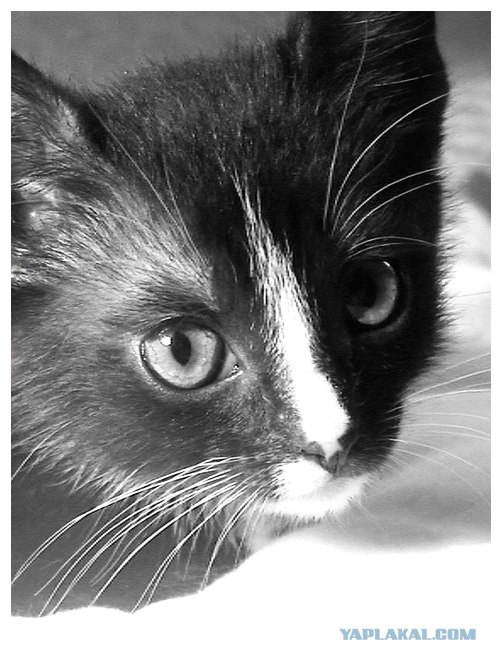 Ура, котовторник! (01.07.2008)