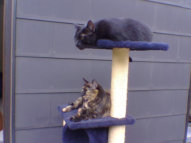 Коты на вторник на ЯПлакалъ (07.10.2008)