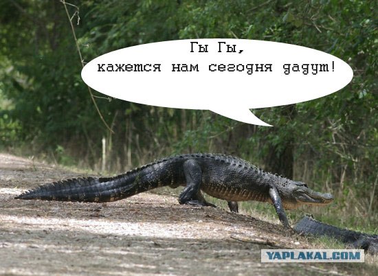 Крупный план: Американский аллигатор