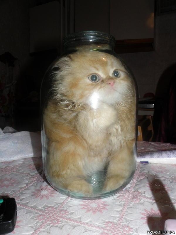 Прикольных котов пост