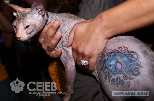 Котовторник 14.09.2010 Голые кошки на Yaplakal
