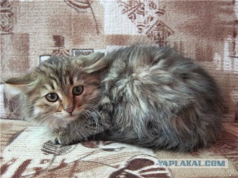 Котовторник!