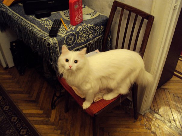 Котовторник, для любителей кошек