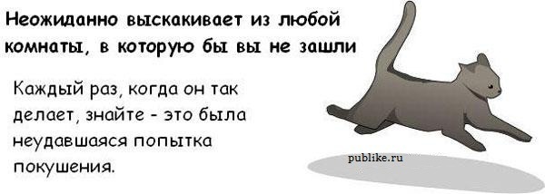 Котовторник! 08.11.11