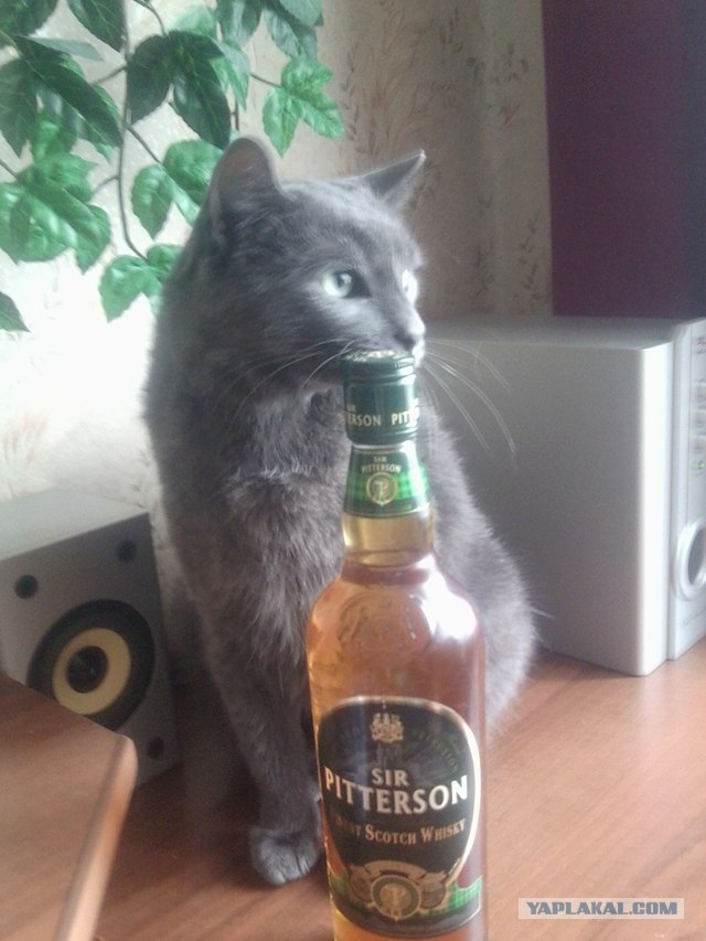 Котовторник 20.03.2012