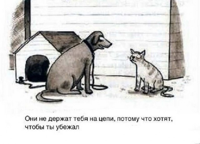 Разные картинки во вторник. С котами