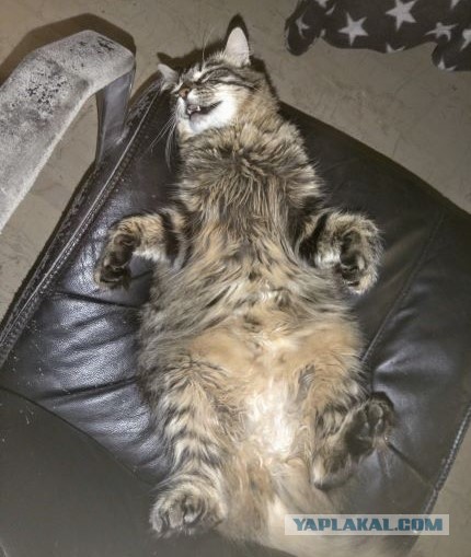 Кота обидеть может каждый