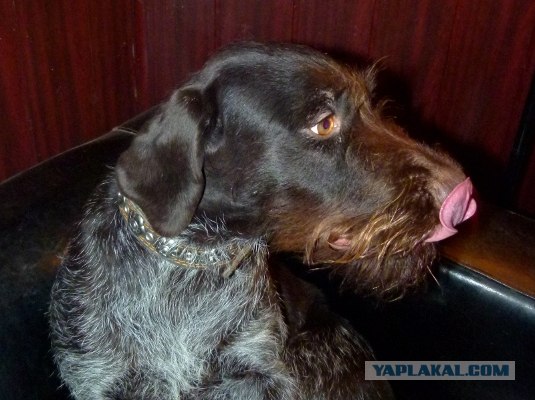 Собакопонедельник!