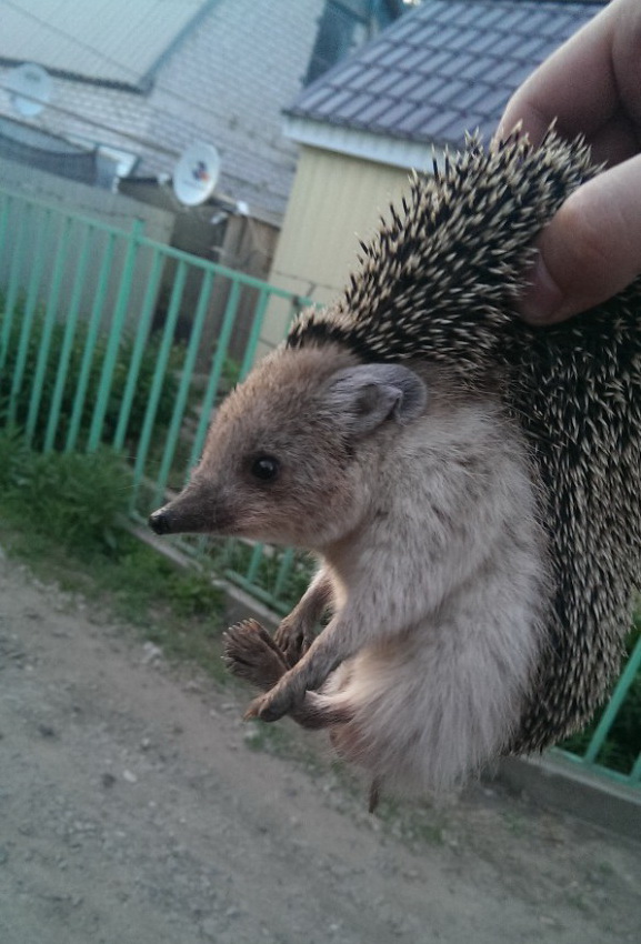 Бредзона 19.06.21