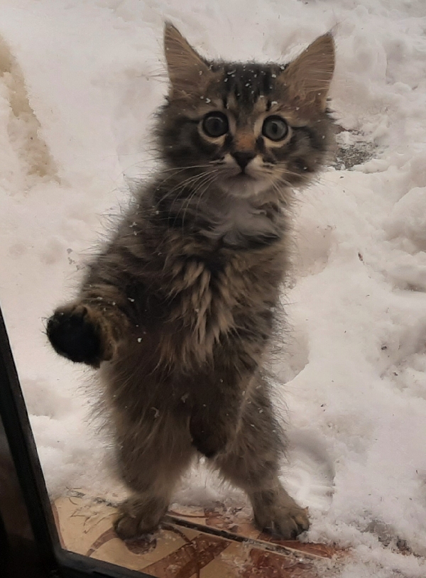 Кот требует открыть двери