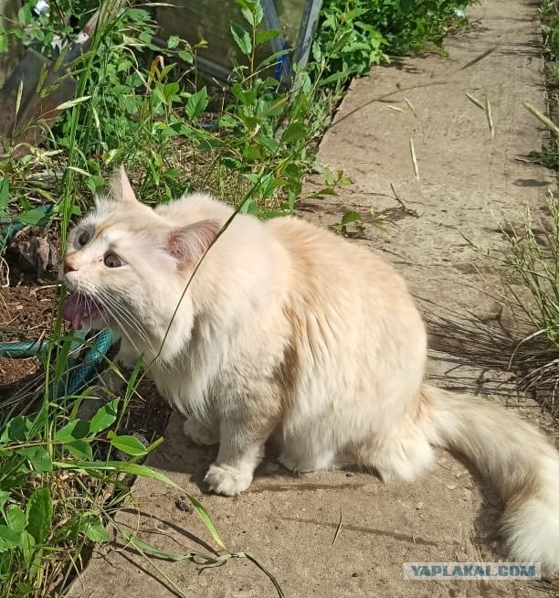 Котовторник (свои добавляем)
