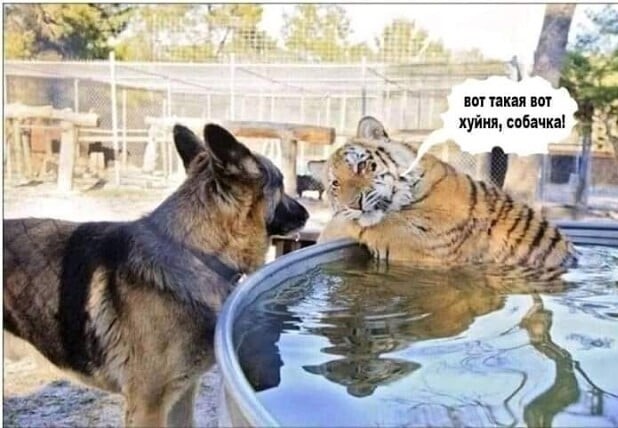 Бедная моя Родина