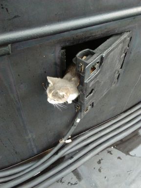 Друзья моряков: почему корабельных котов считают полноправными членами экипажа