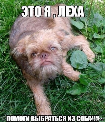 Возмущение собаки