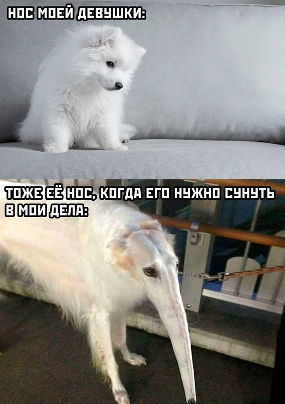 Весёлый полтишок 21.03.23