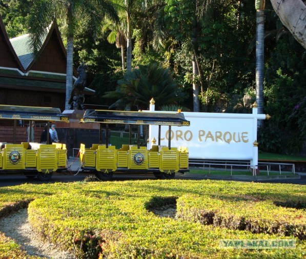 Хочу дачу на канарах!