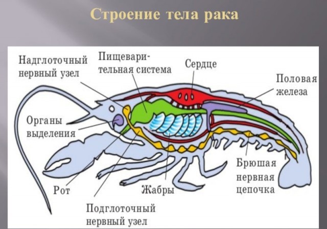Тёмные секреты рака отшельника
