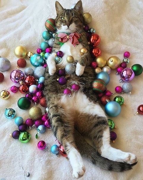 Прикольные и просто красивые картинки 31.12.2024