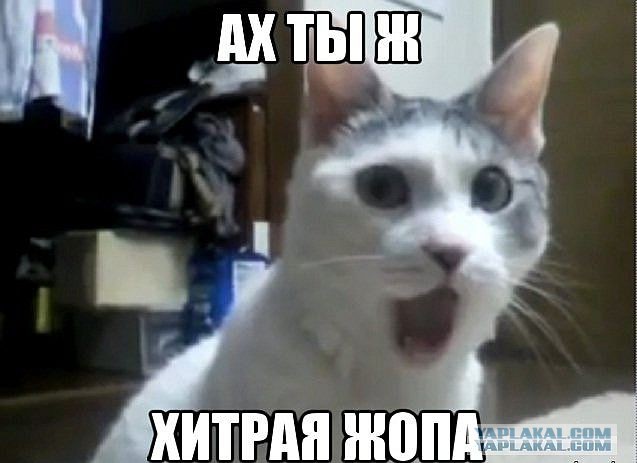 А говорили - у него лапки