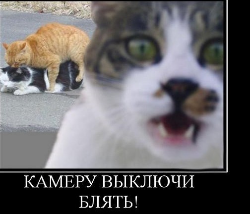 Смешные коты, которые бы победили на конкурсе абсурдных фотографий