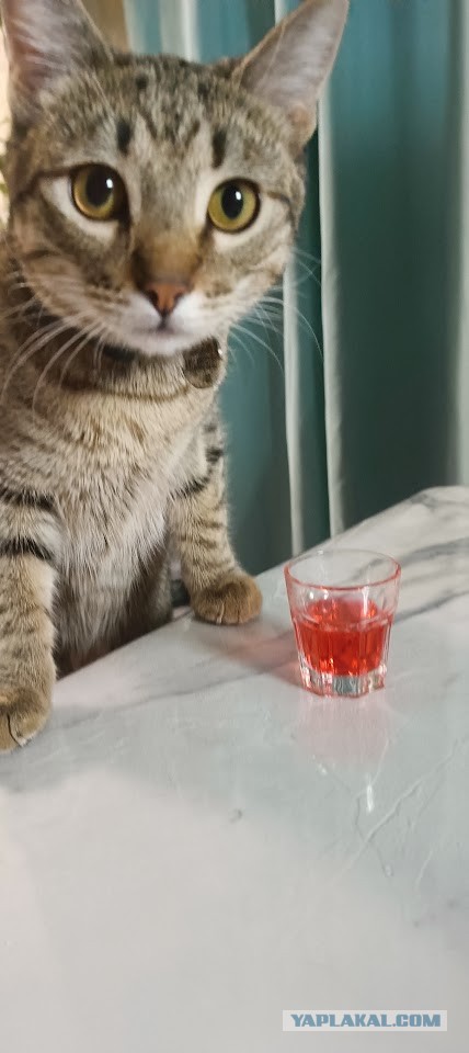Мими,Мимишка,Миминдра