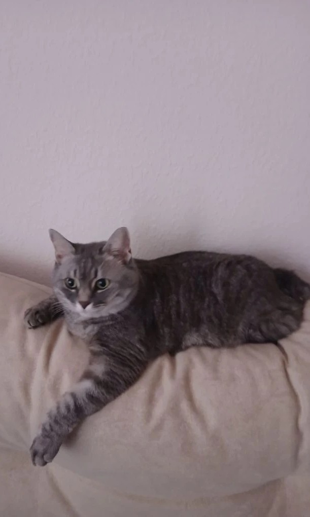 Котомодель