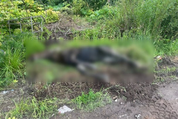 Лось застрял в очистных Щеглово (Ленобл). Позже он погиб
