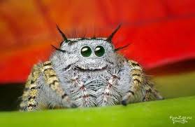 Вдувабельная паучиха.