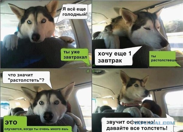 Щенок хаски