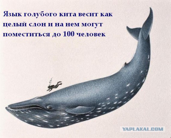 Факты в картинках