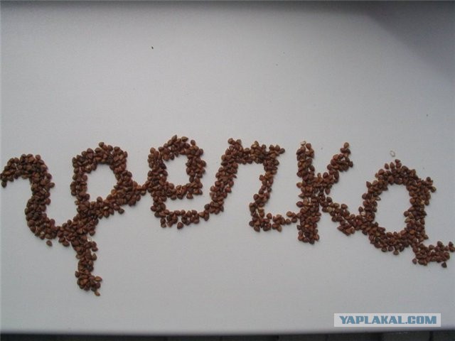 Греча или Гречка?
