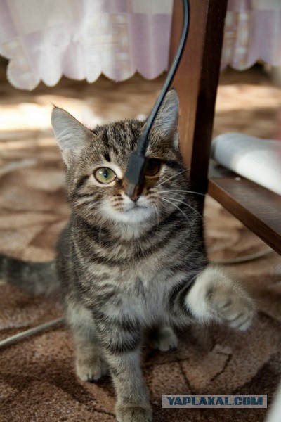 Котовторник