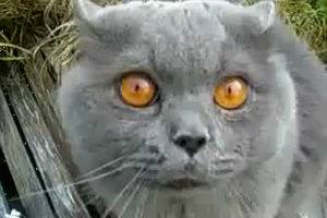 Эй раб, что это у тебя ?!?!